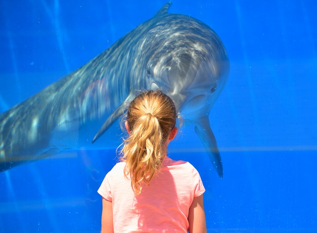 dívka u delfína
